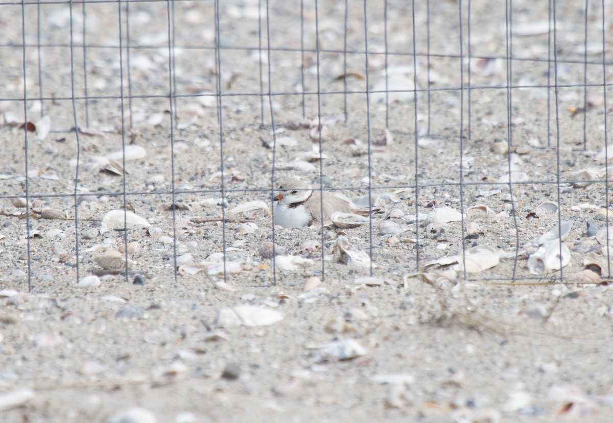Piping Plover - ML36778271