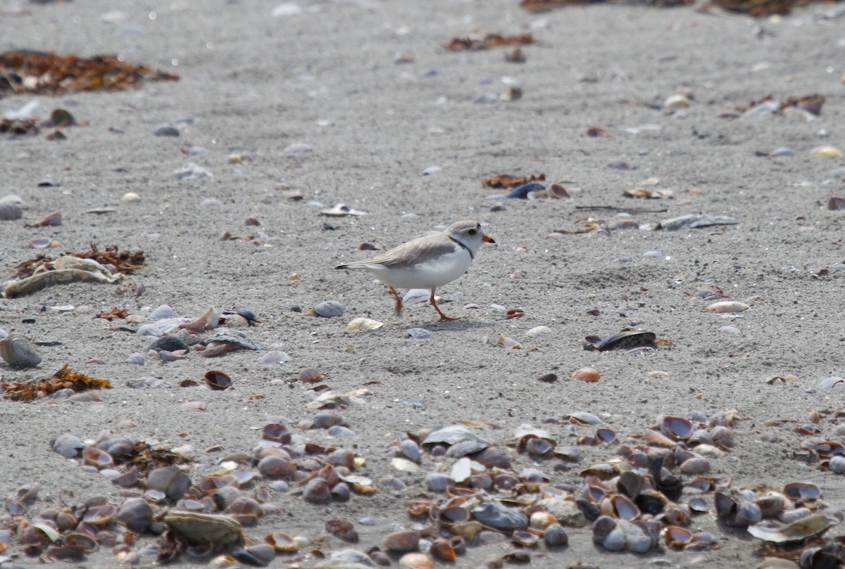 Piping Plover - ML36778291
