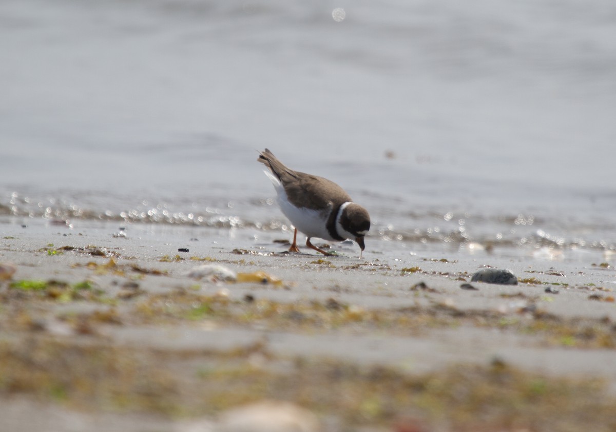 Semipalmated Plover - ML36778331