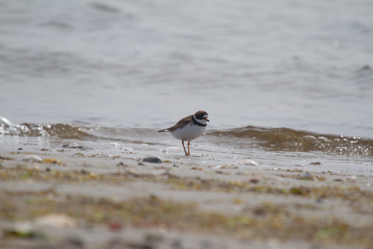 Semipalmated Plover - ML36778361