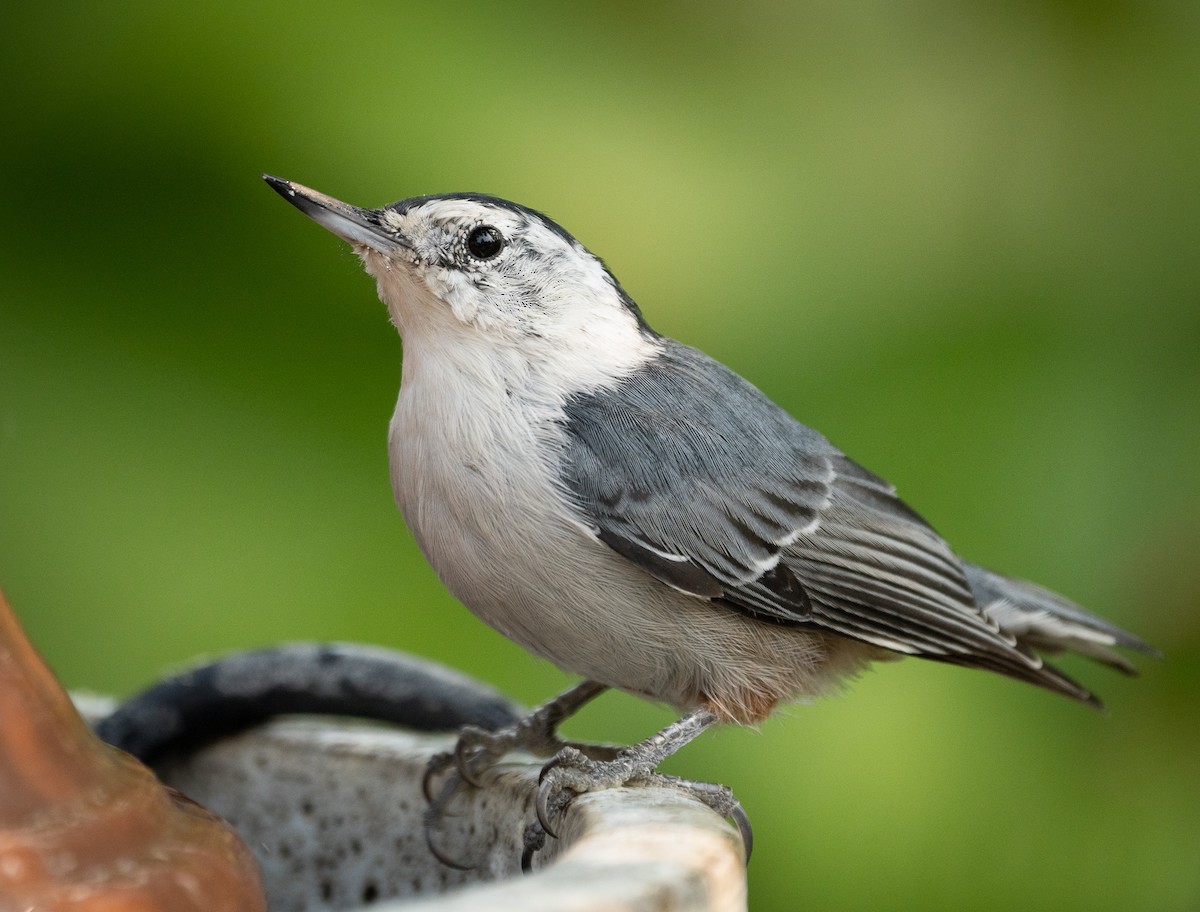 White-breasted Nuthatch - ML367784361