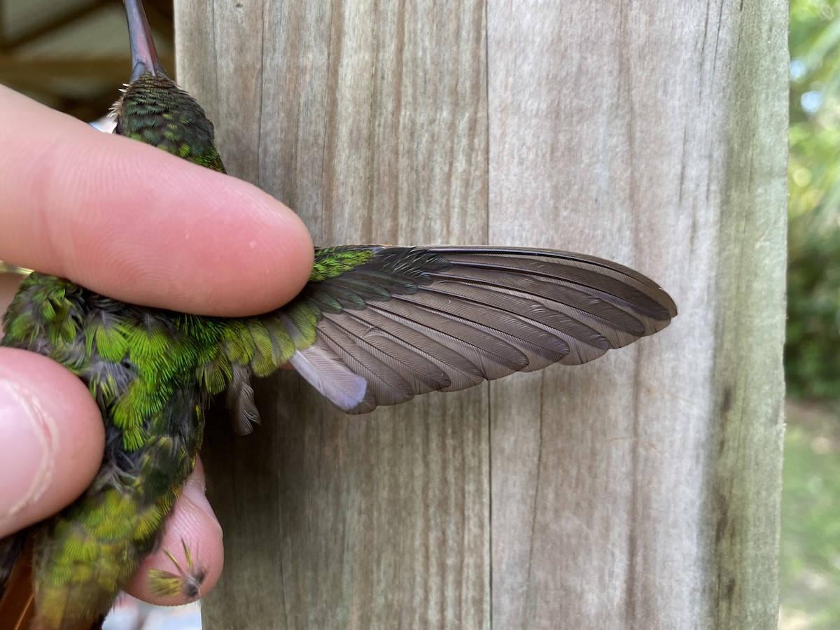 Rufous-tailed Hummingbird - Chris Sayers