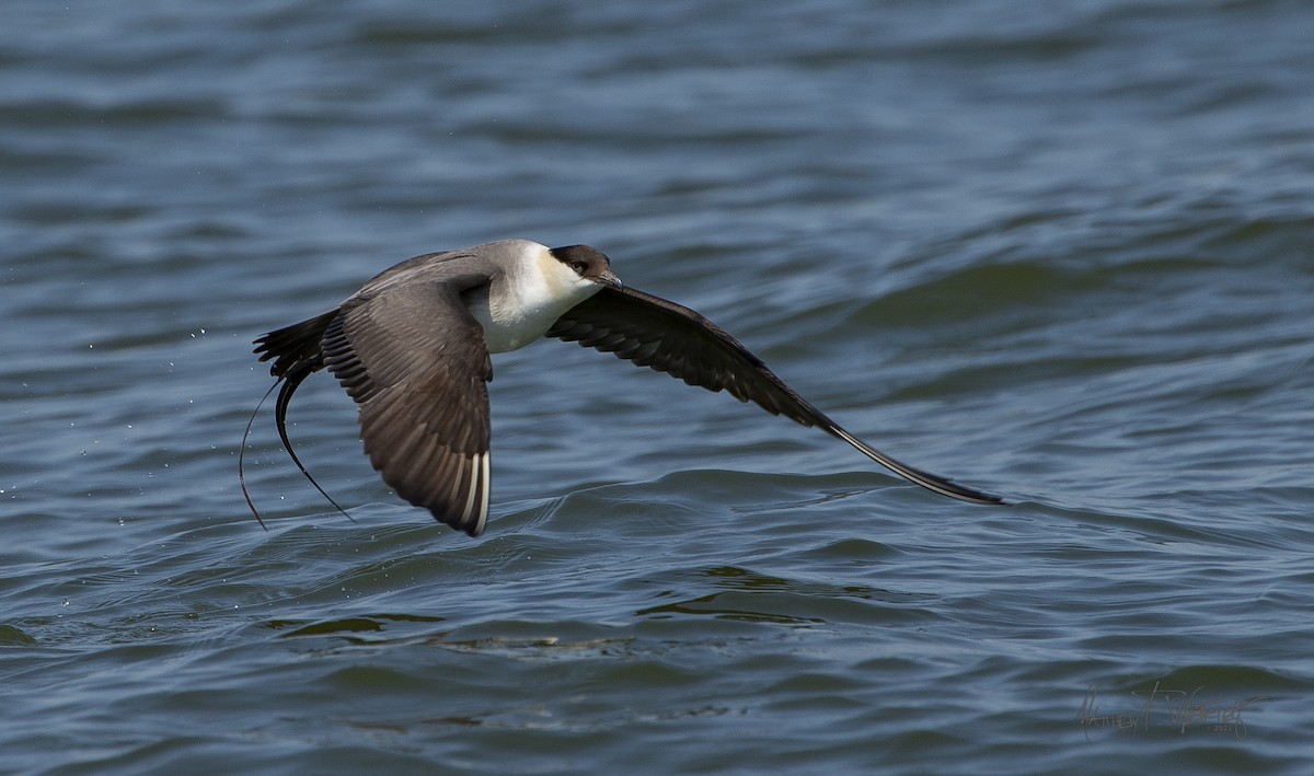 Long-tailed Jaeger - ML367788321