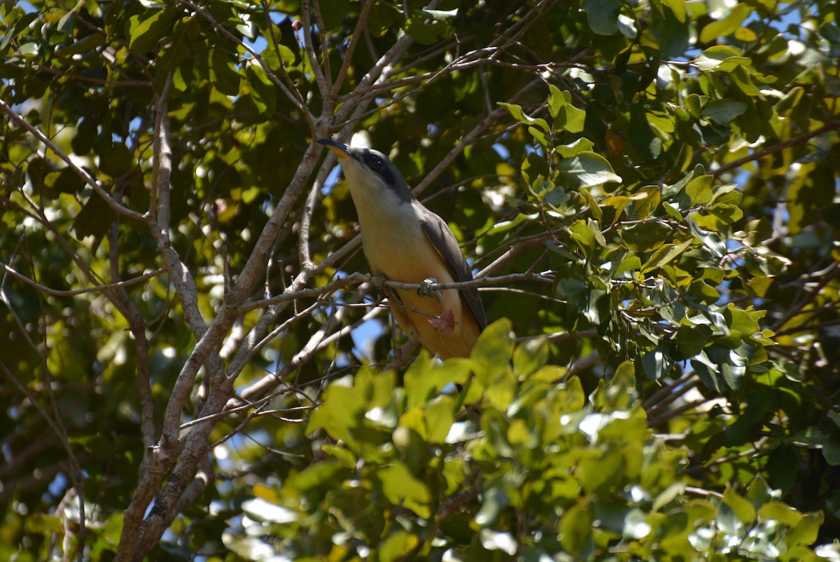 Mangrove Cuckoo - ML367793441