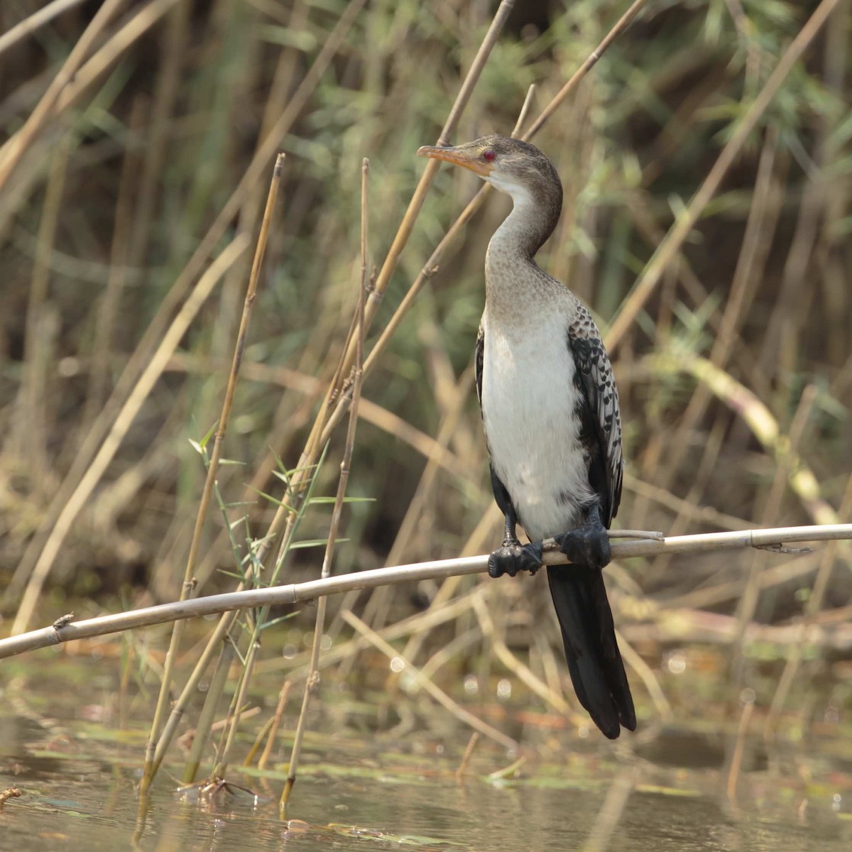 Long-tailed Cormorant - Amit Bandekar