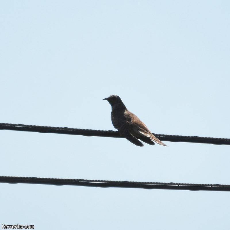 Common Cuckoo - ML367796561