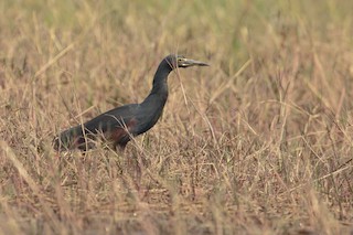  - Rufous-bellied Heron