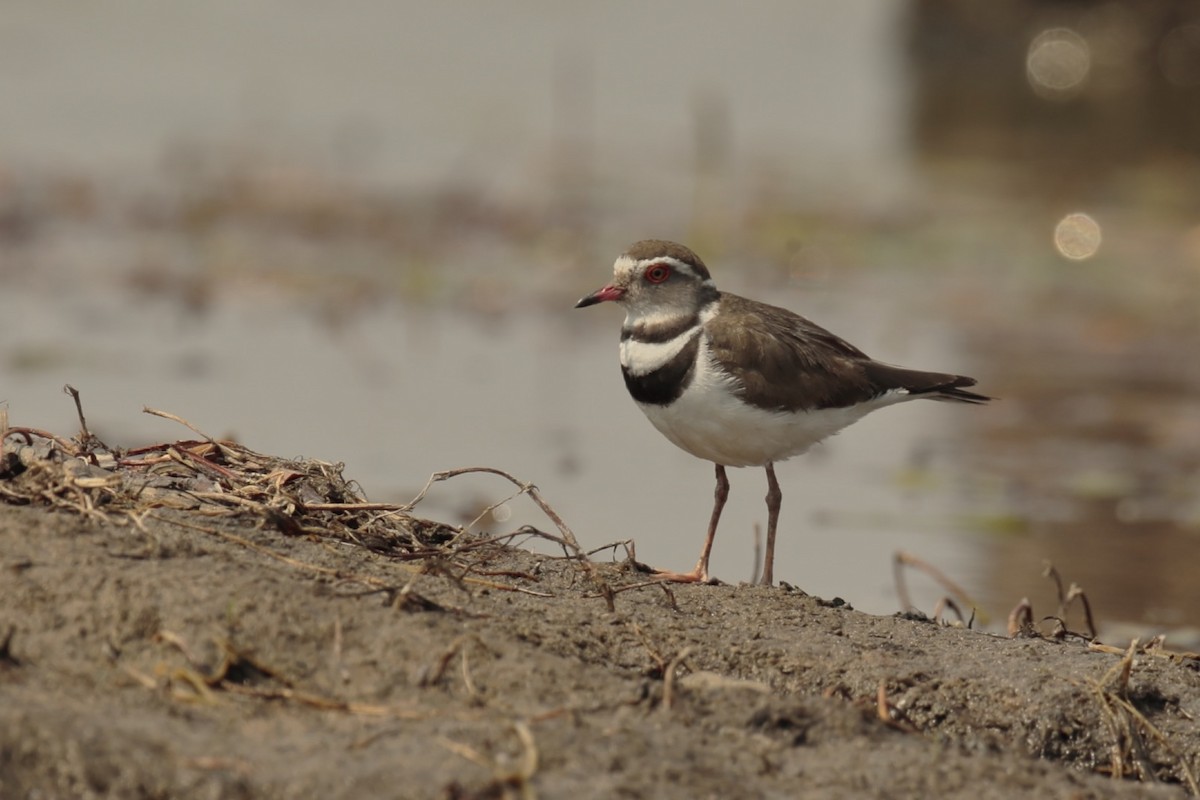 Three-banded Plover - ML36780081