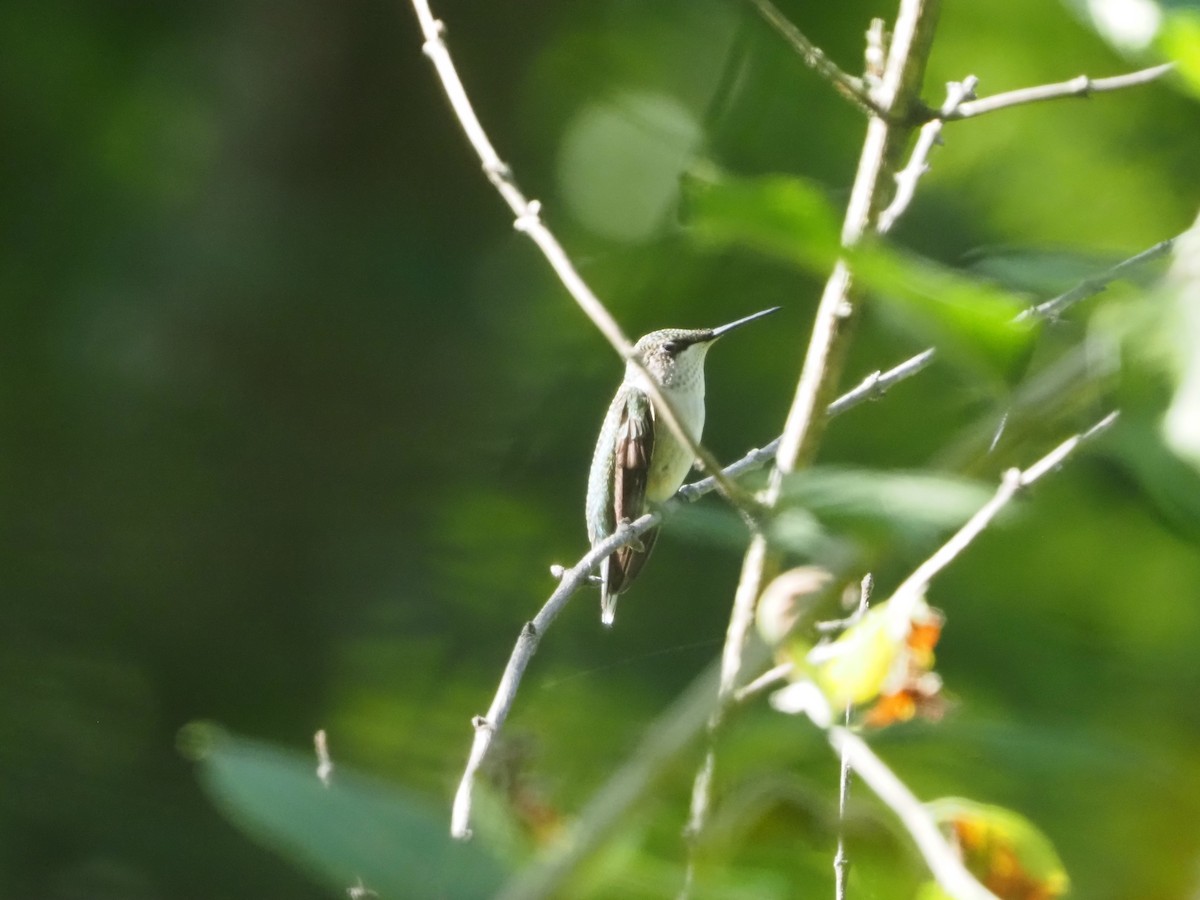Ruby-throated Hummingbird - David Zook