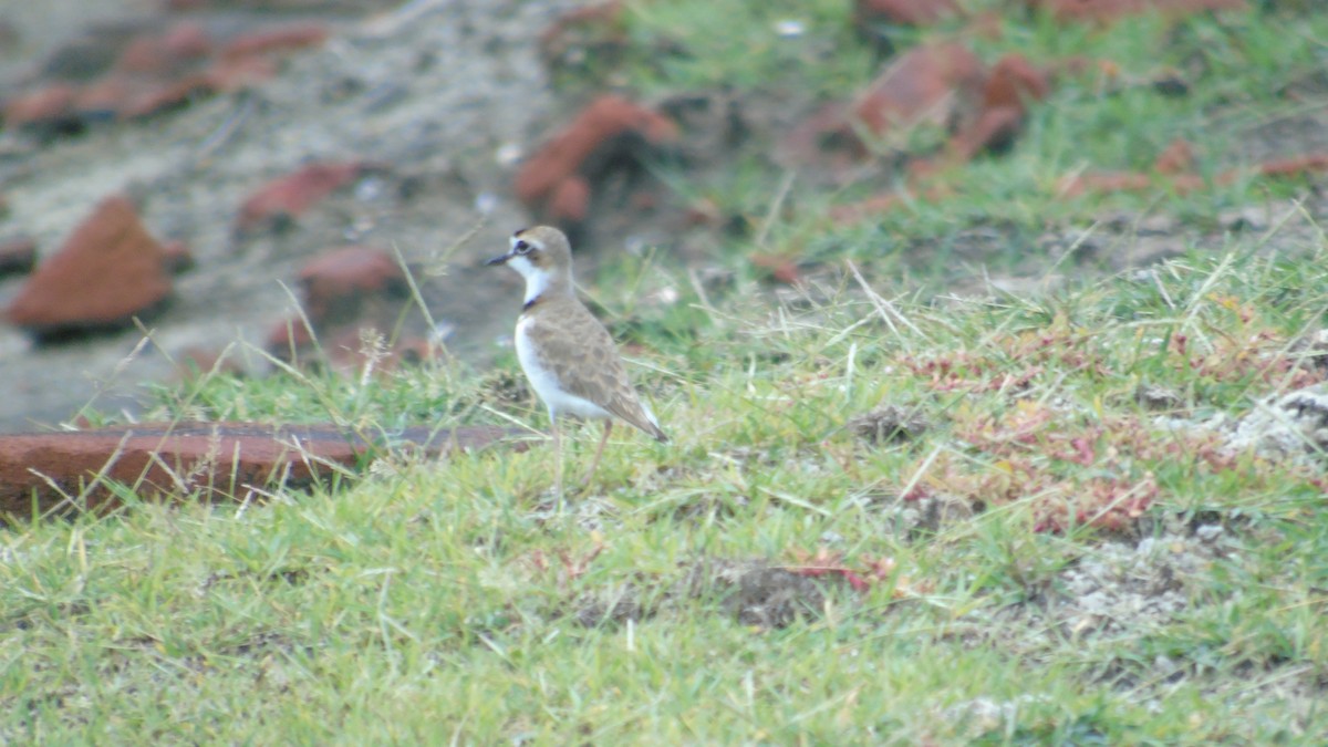 Collared Plover - ML367809291