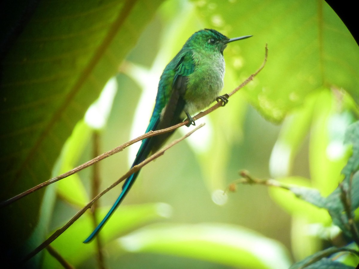 Long-tailed Sylph - ML36781201
