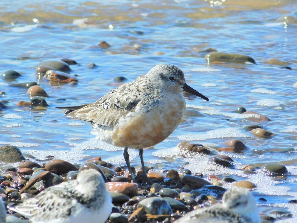 Red Knot - ML367814721