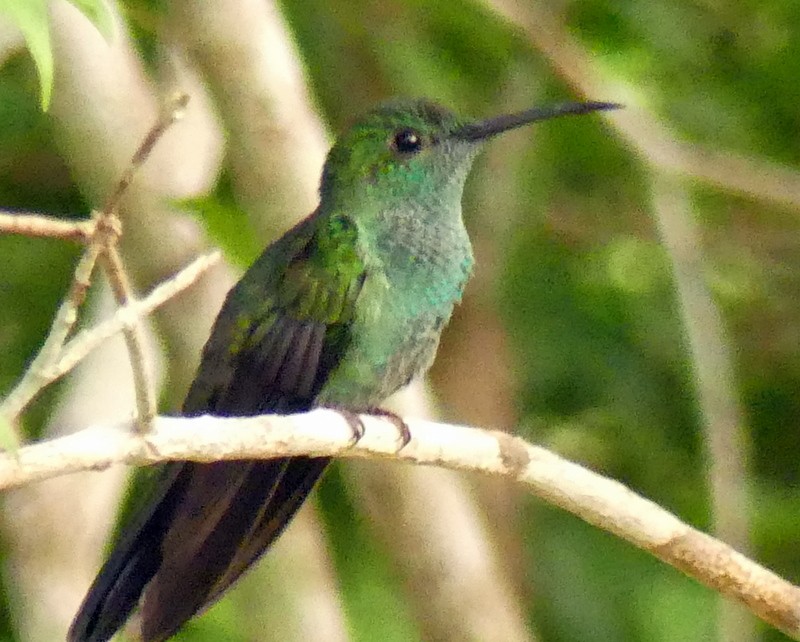 kolibřík skvrnitoprsý - ML367816211
