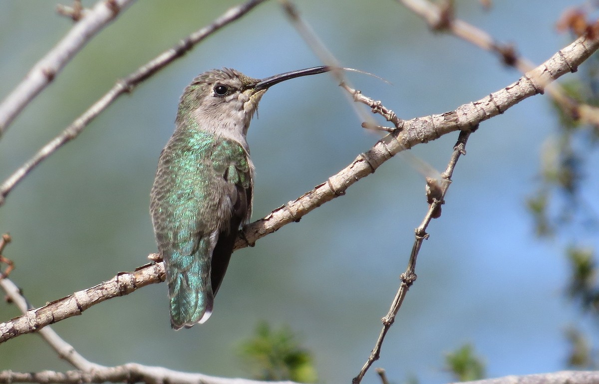 Costa's Hummingbird - Michael Woodruff