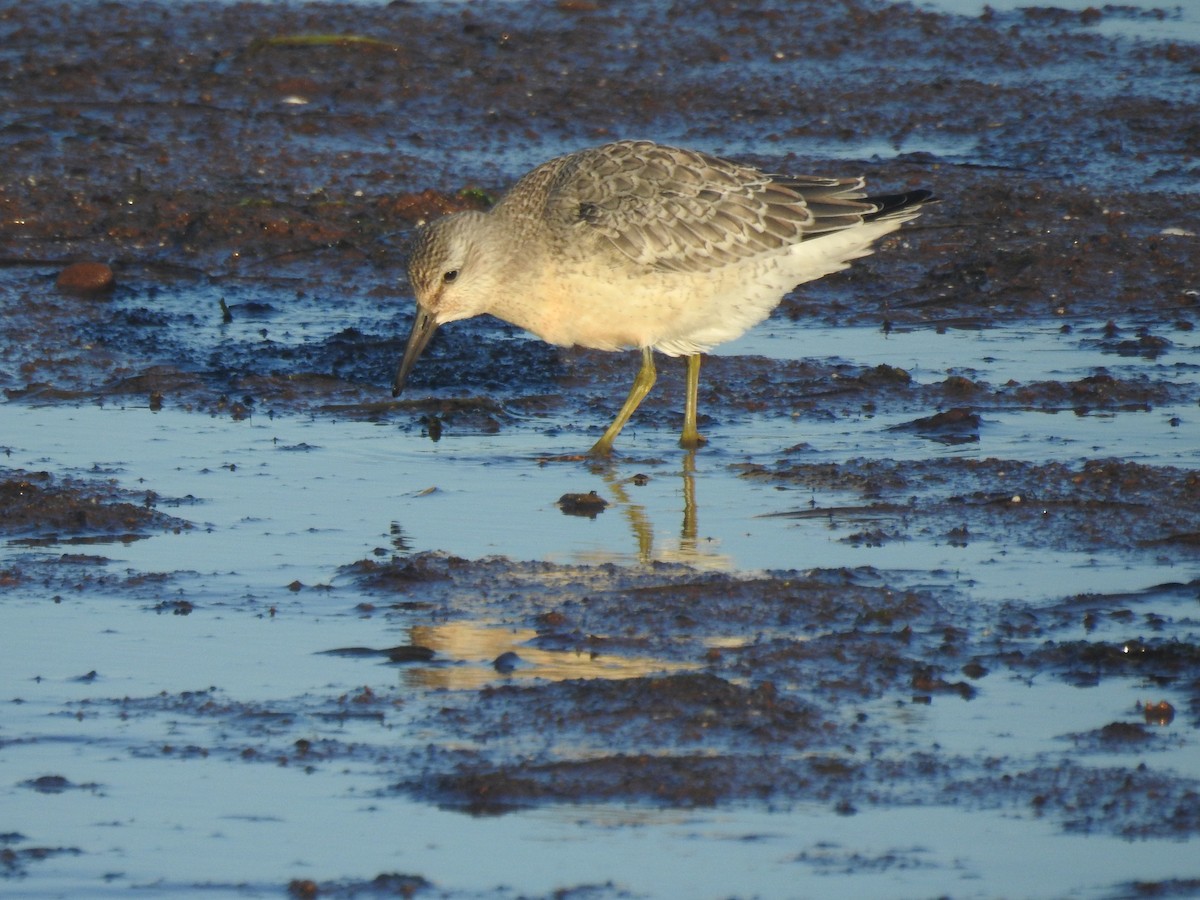 Red Knot - ML367819911