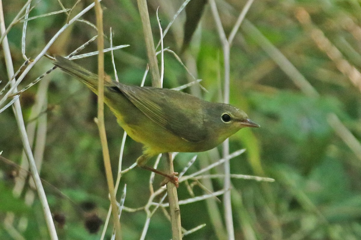 Mourning Warbler - Colleen Reilly