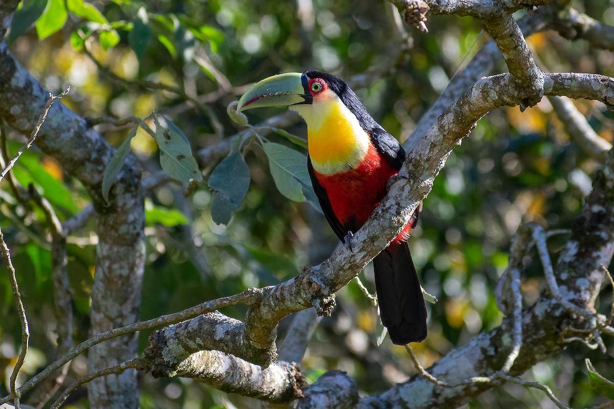 Red-breasted Toucan - ML367824091