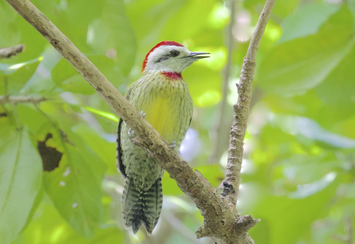Cuban Green Woodpecker - Gil Ewing