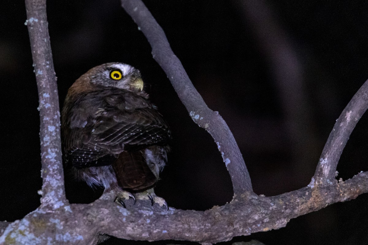 Austral Pygmy-Owl - ML367825301