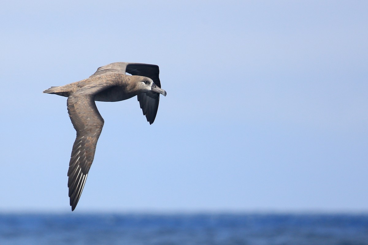 Black-footed Albatross - Tim Lenz