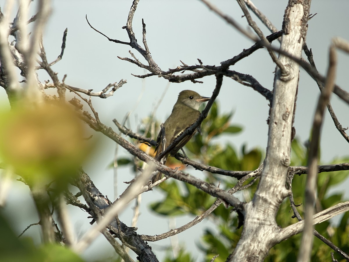 Great Crested Flycatcher - ML367829471