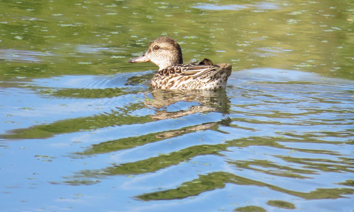 Green-winged Teal - ML36783091