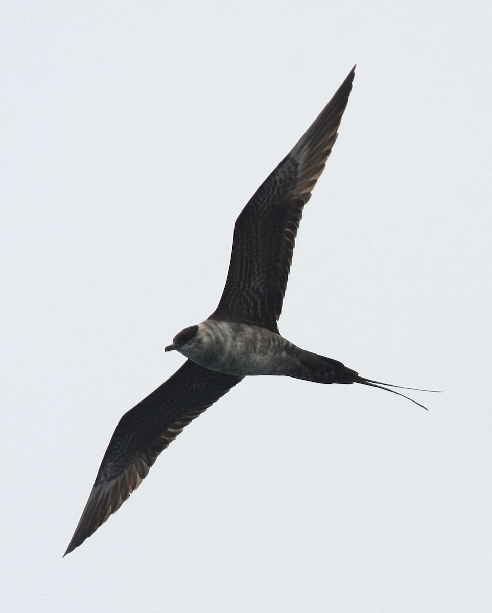 Long-tailed Jaeger - ML367833391
