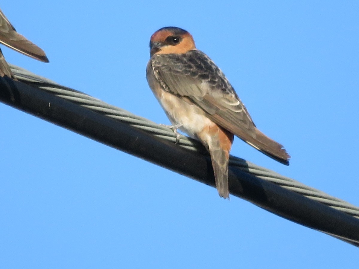 Cave Swallow - ML367835631