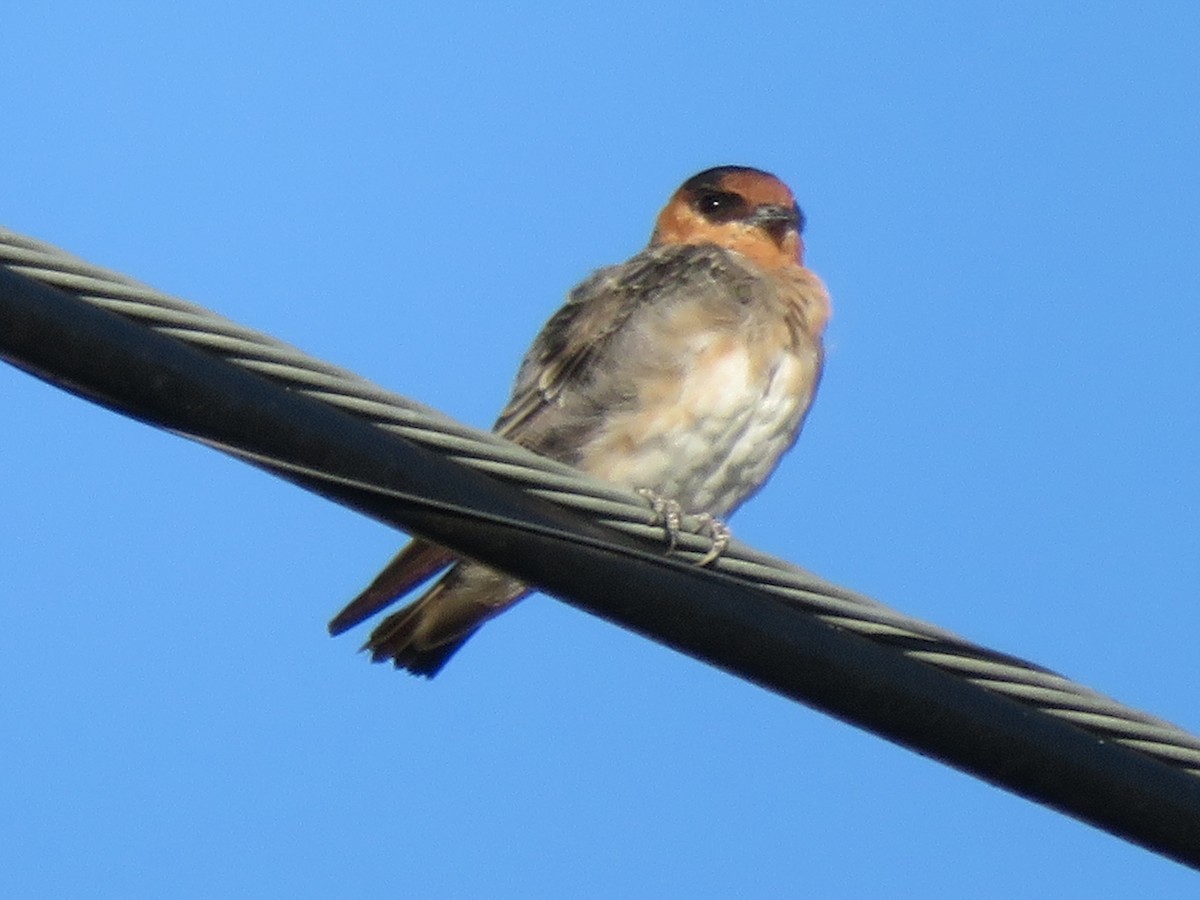 Cave Swallow - ML367835961