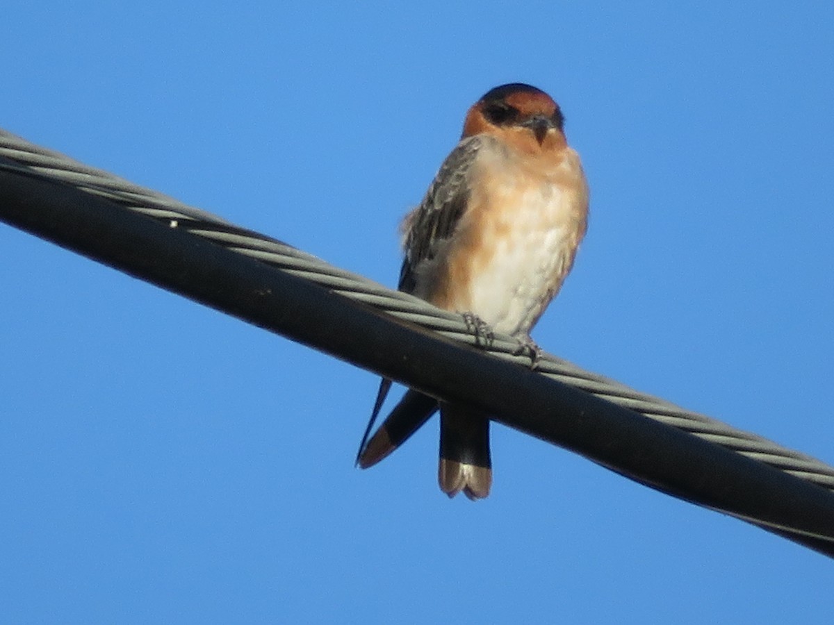 Cave Swallow - ML367836121