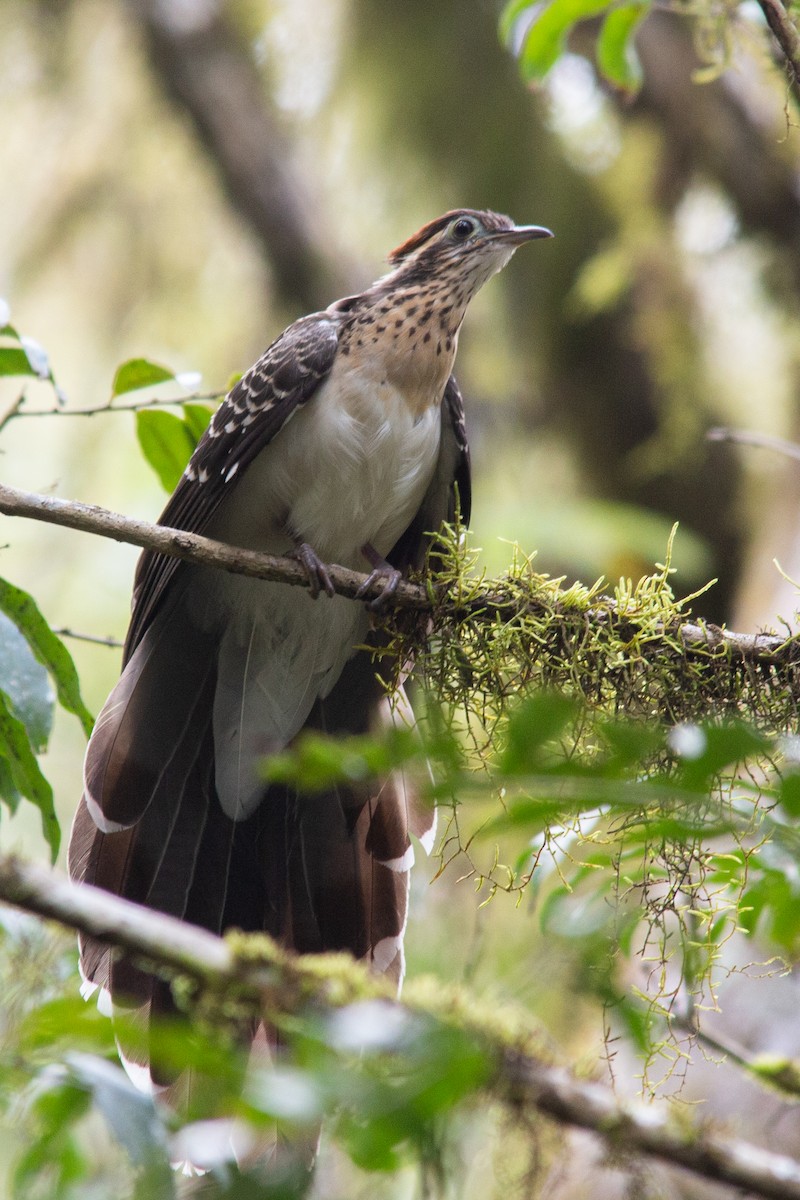 Pheasant Cuckoo - ML367836191