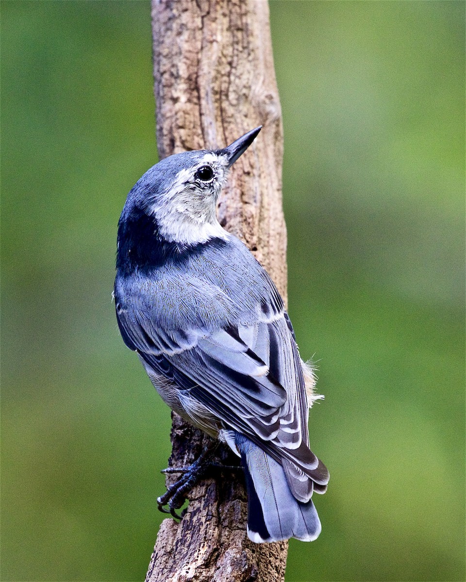 White-breasted Nuthatch - ML367839661