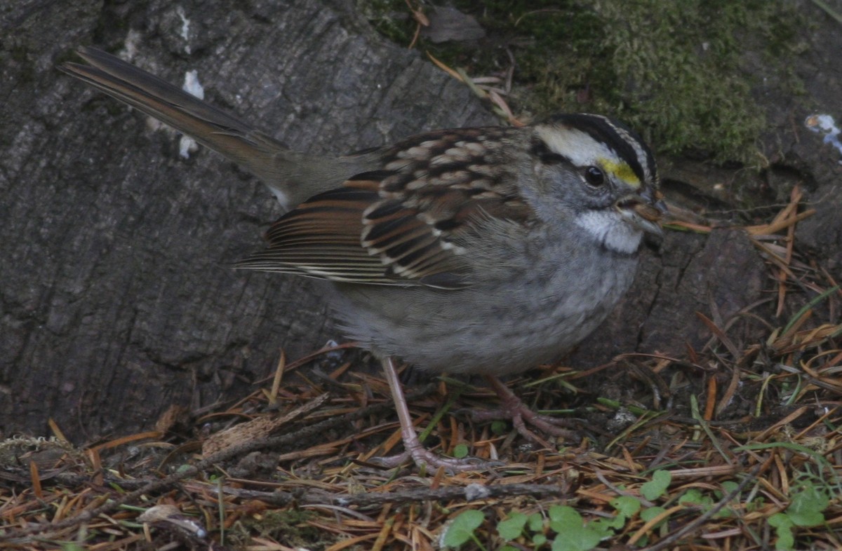 White-throated Sparrow - ML367839981