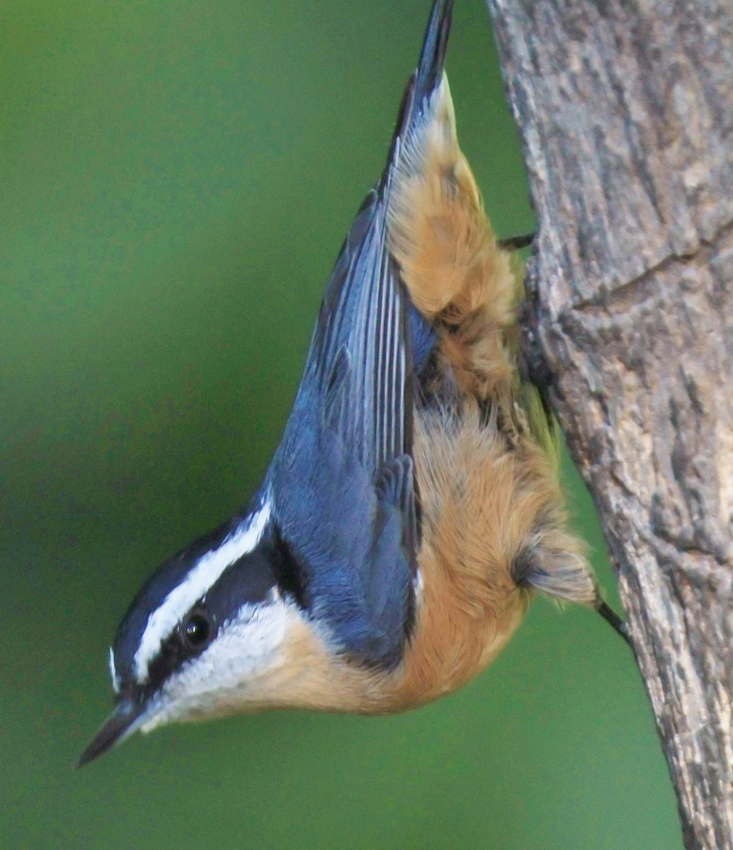 Red-breasted Nuthatch - William Baldridge