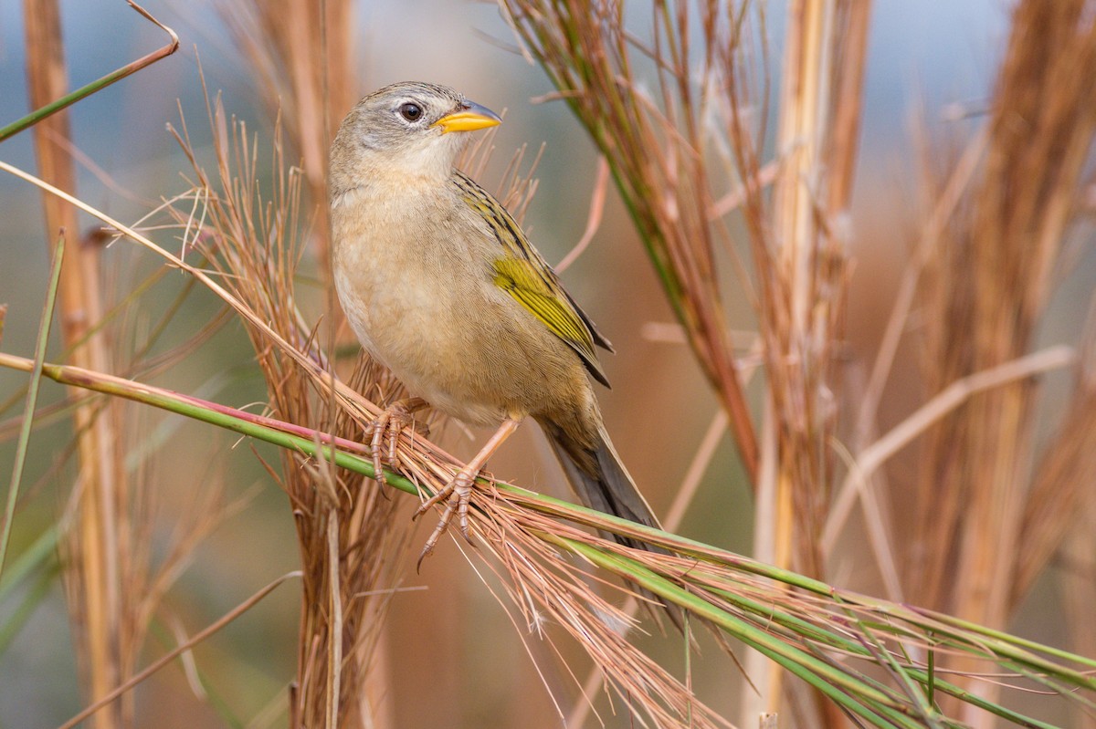 Wedge-tailed Grass-Finch - ML367846851