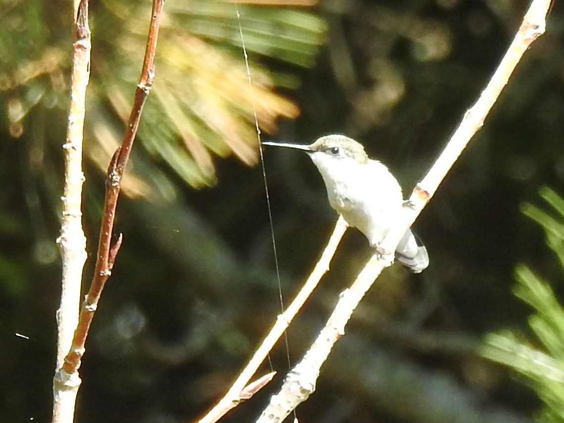Ruby-throated Hummingbird - Carolyn Sebestyen