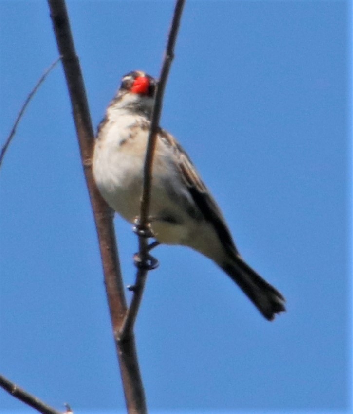 Pin-tailed Whydah - ML367849371