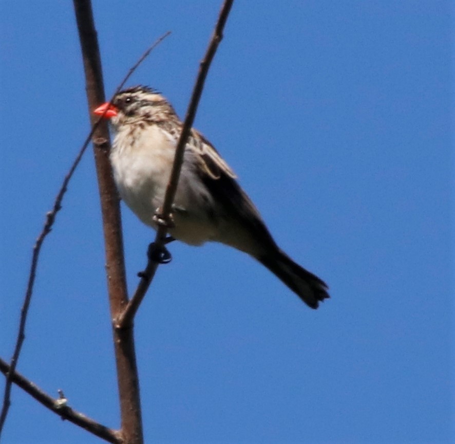 Pin-tailed Whydah - ML367849381