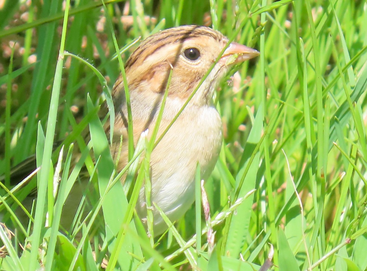 Clay-colored Sparrow - ML367856131