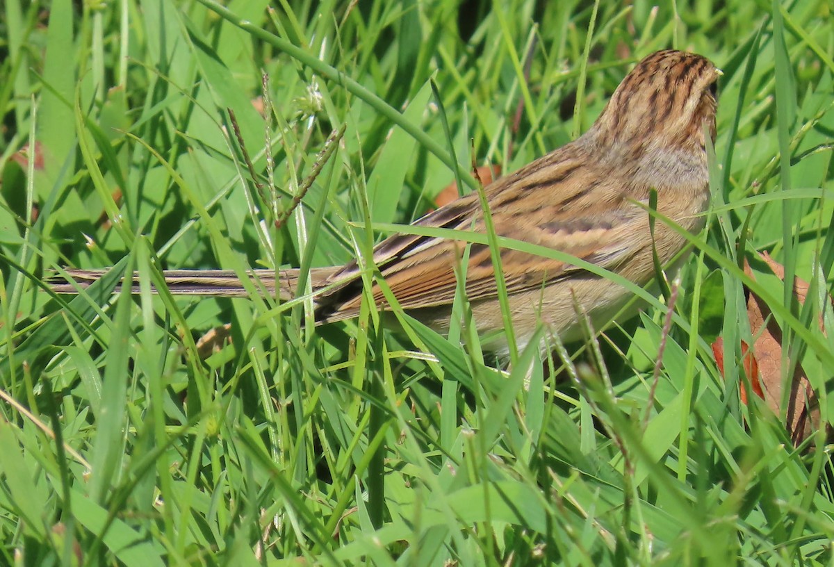 Clay-colored Sparrow - ML367856371