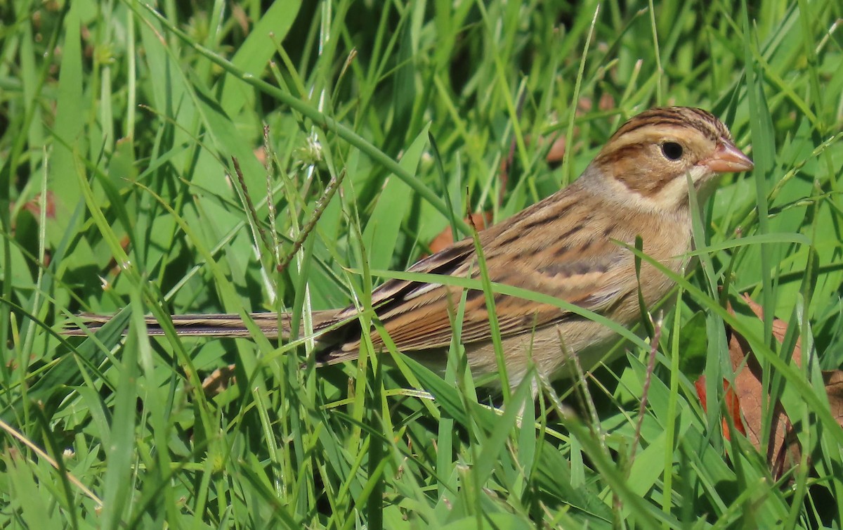 Clay-colored Sparrow - ML367856431