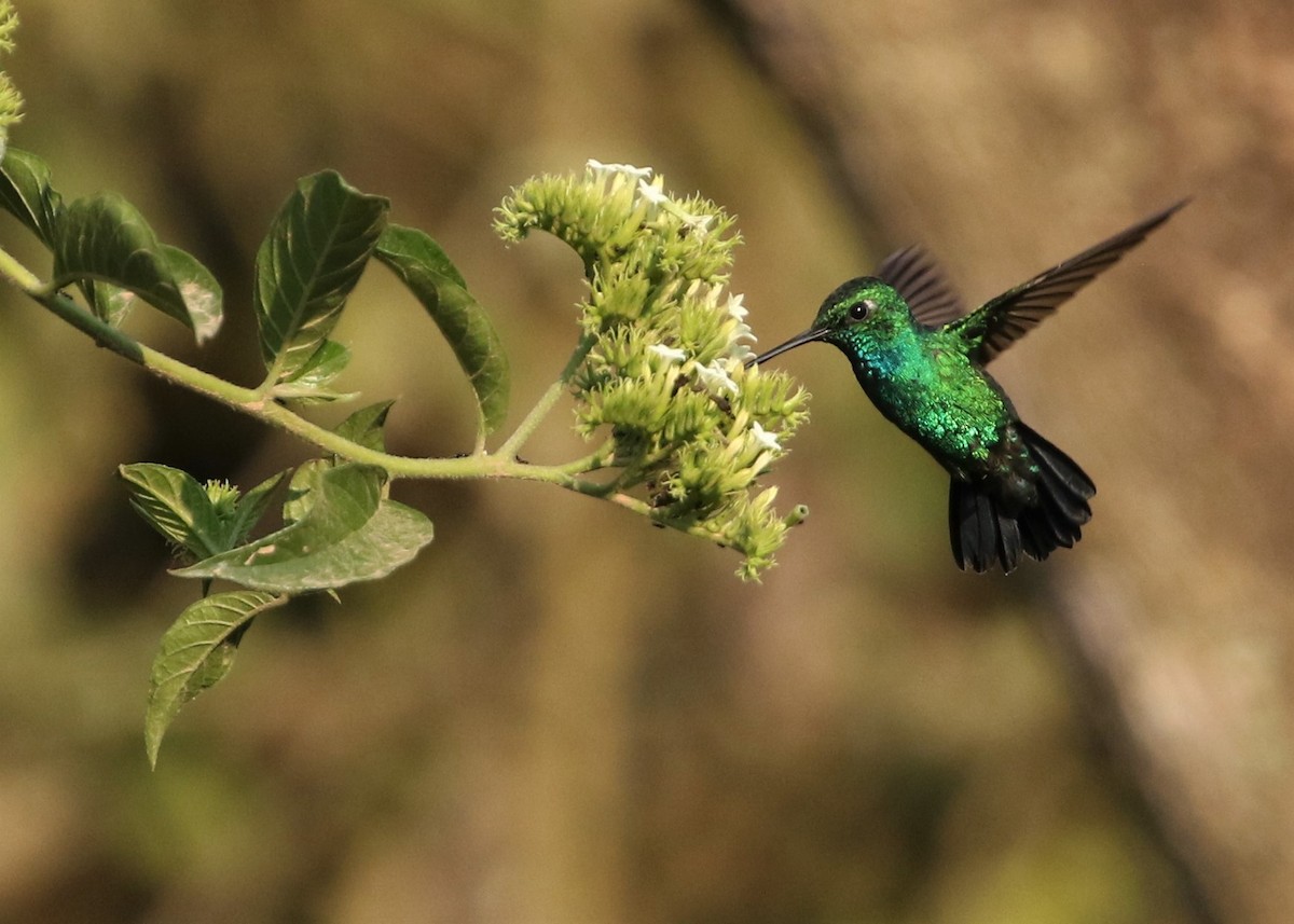 Blue-tailed Emerald - ML367856931