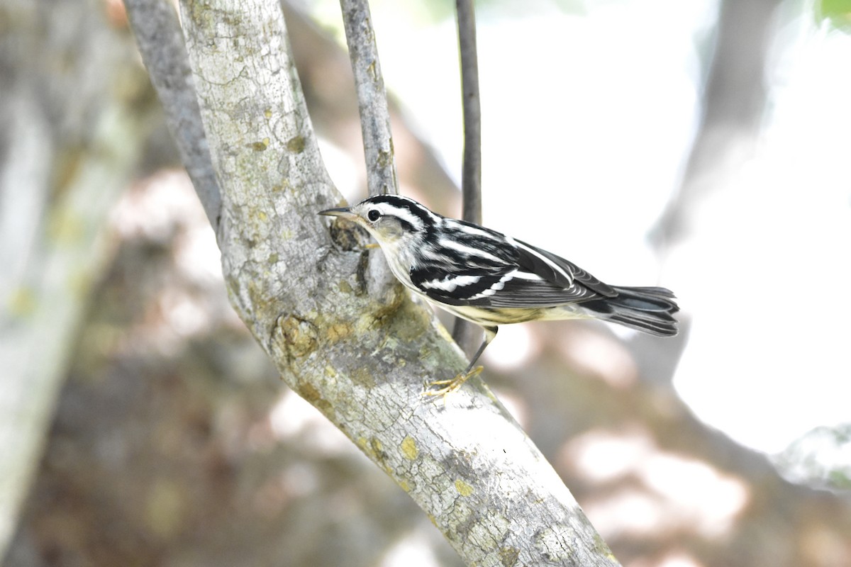 Black-and-white Warbler - ML367859281