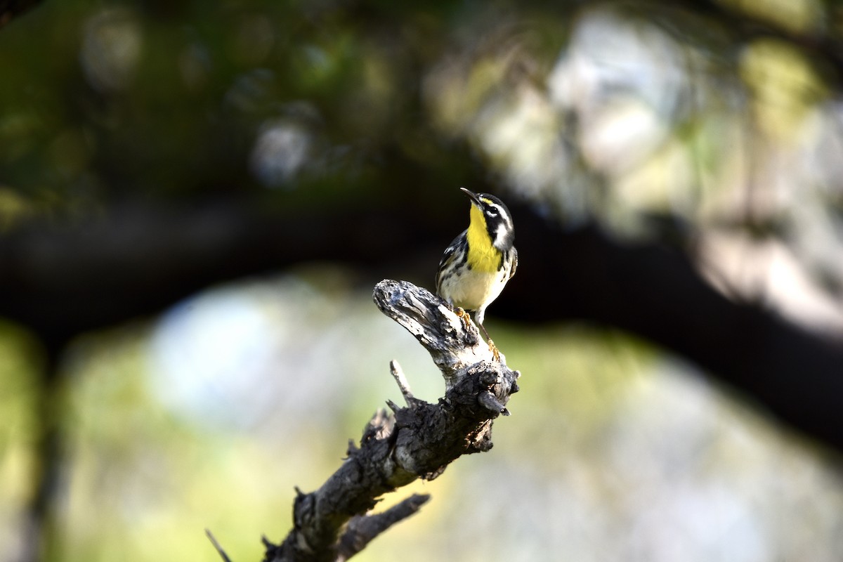 Yellow-throated Warbler - ML367859641