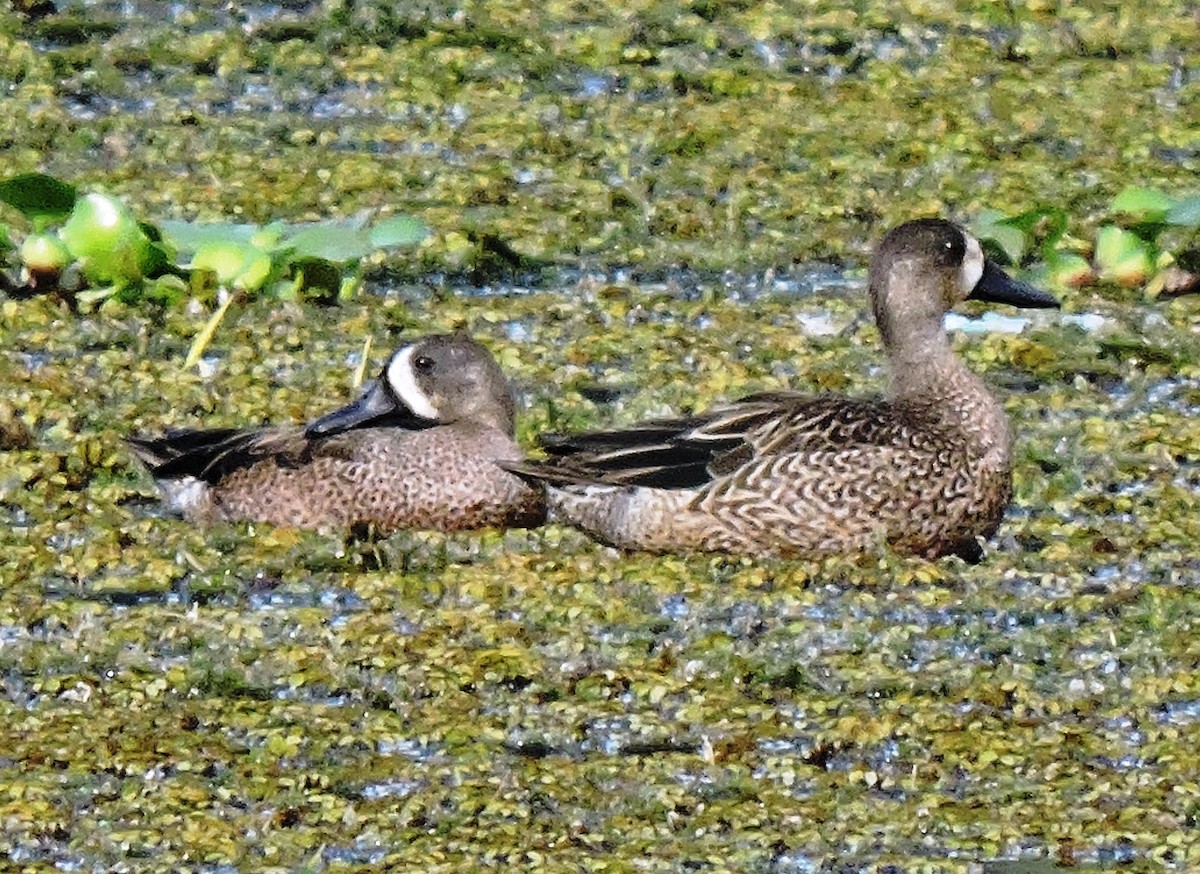 Blue-winged Teal - ML36786141