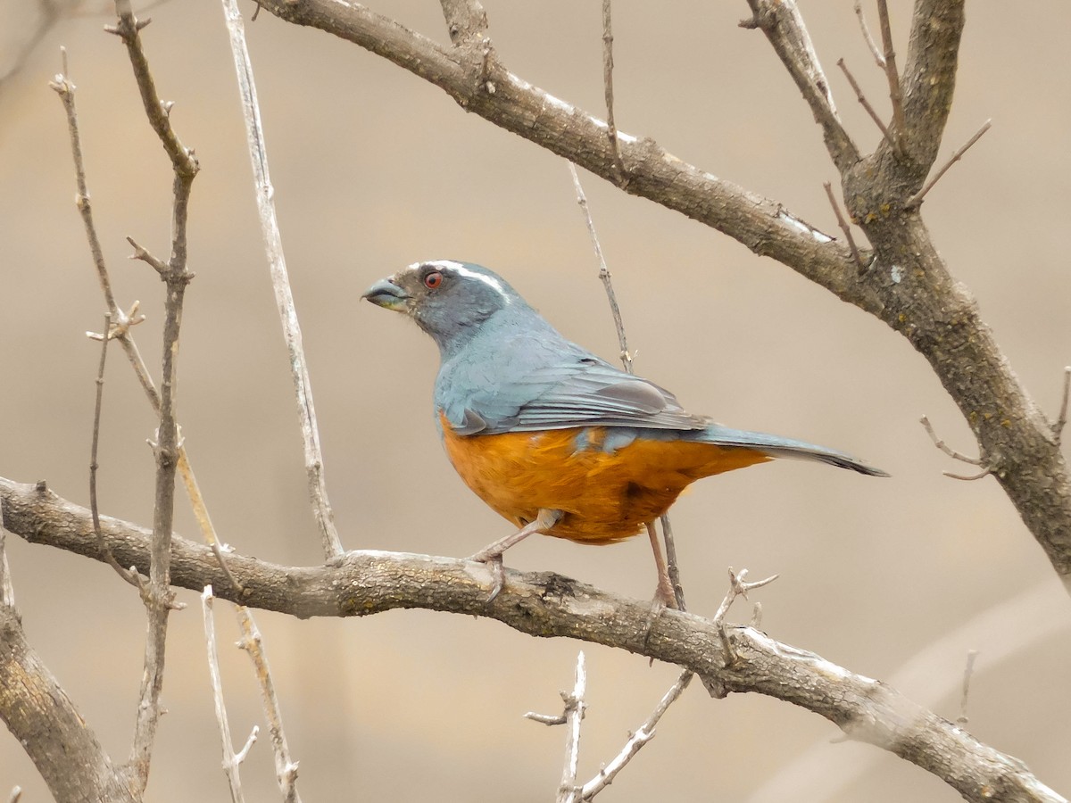 Rufous-bellied Mountain Tanager - ML367862541