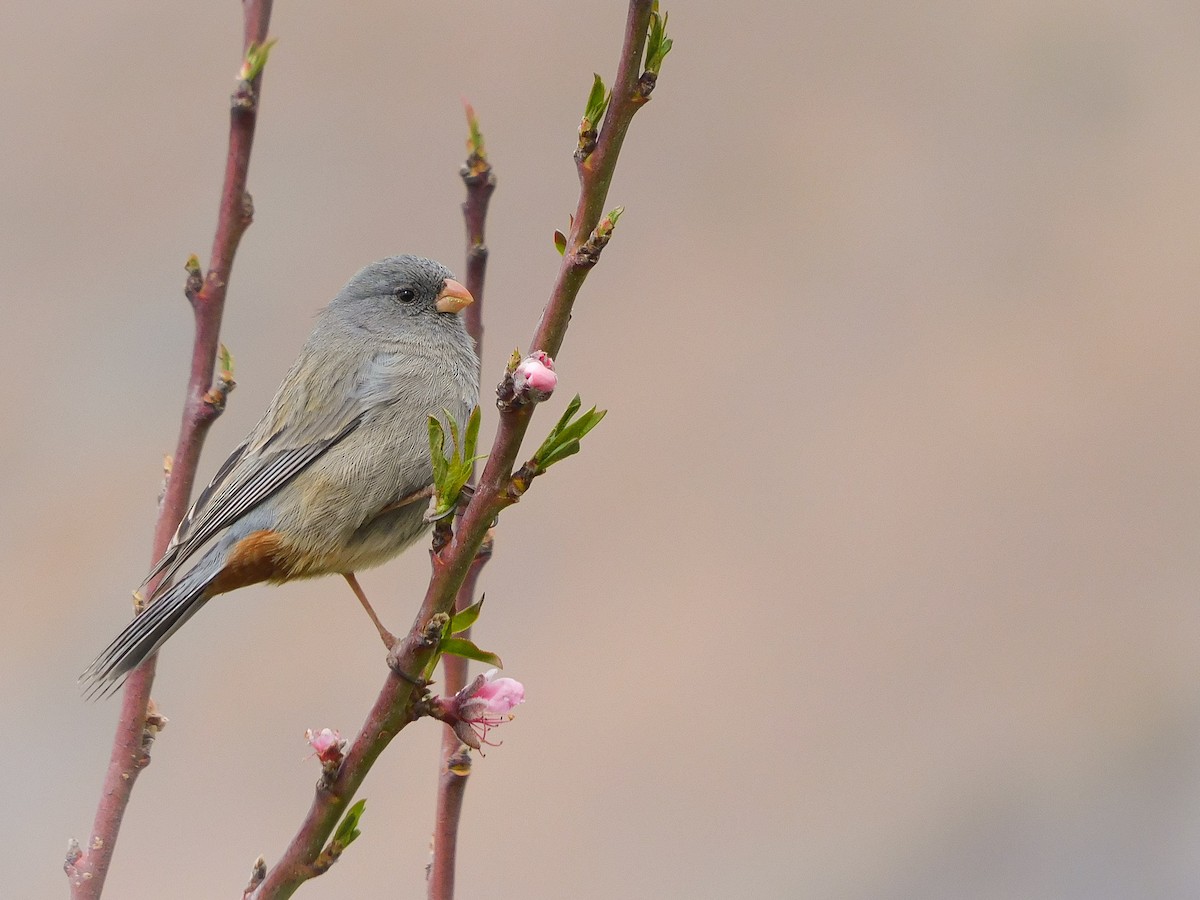 Plain-colored Seedeater - ML367862701