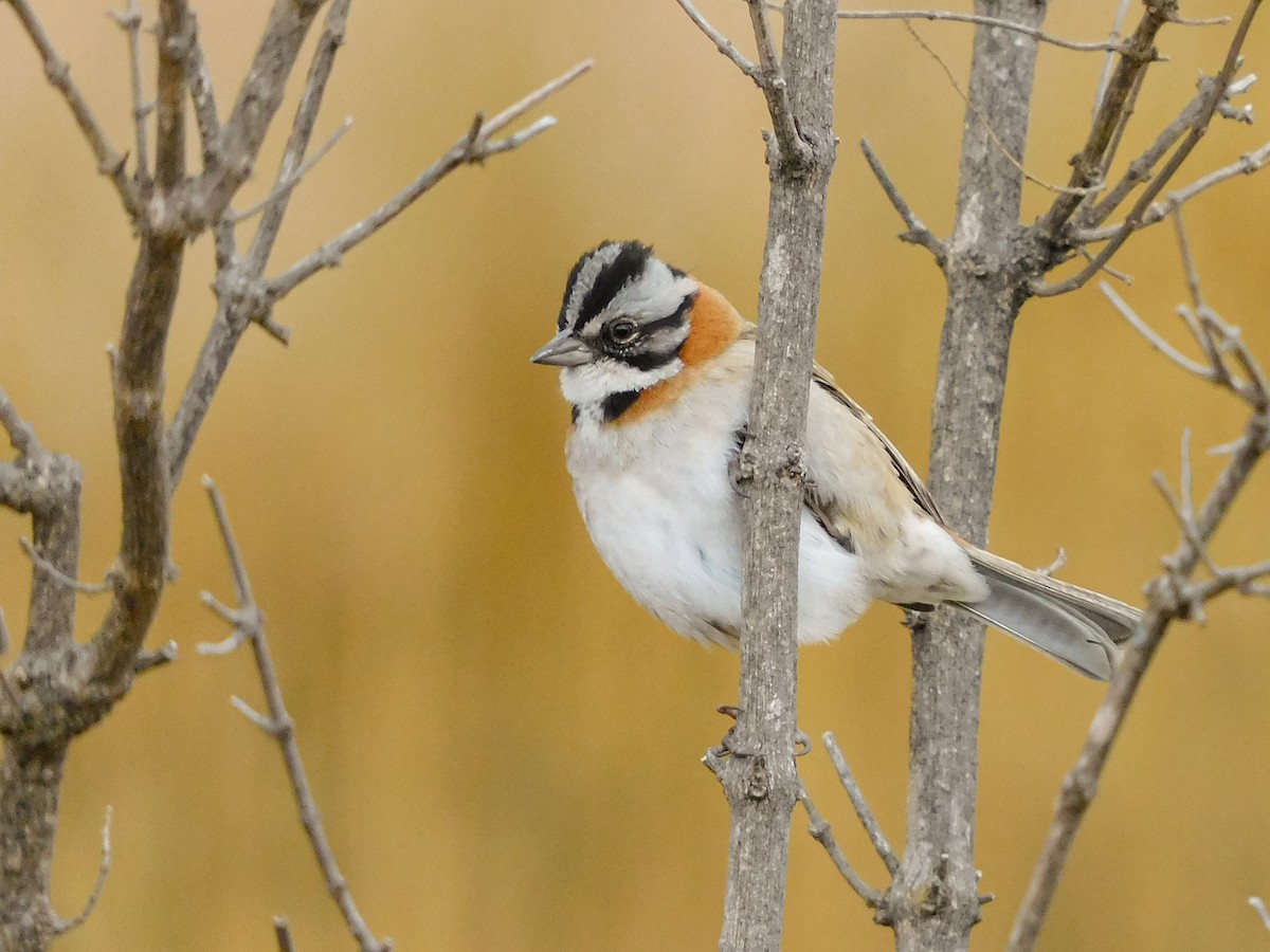 Rufous-collared Sparrow - Yanina Romero