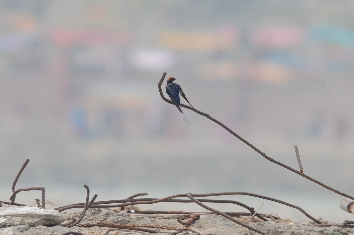 Wire-tailed Swallow - ML36786791