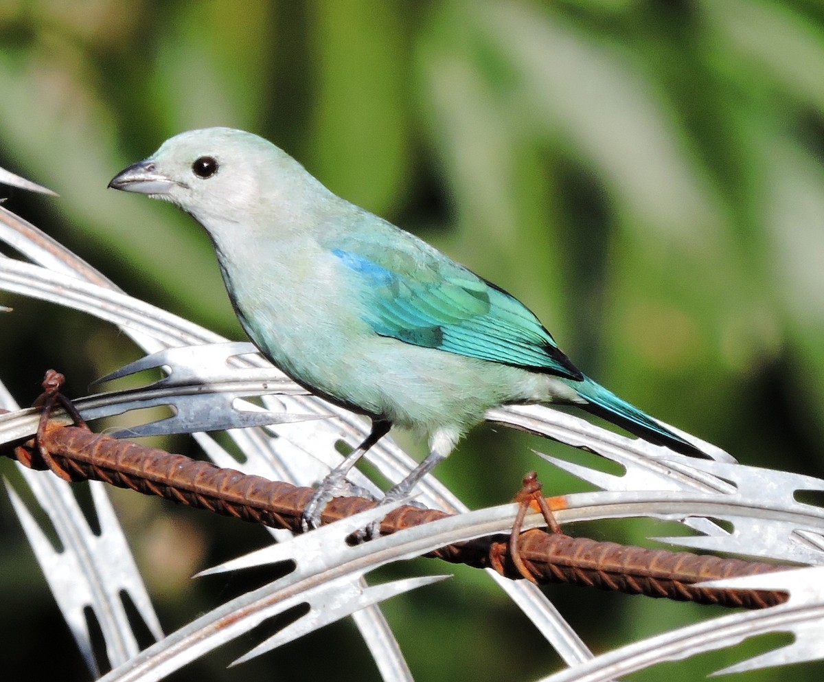 Blue-gray Tanager - ML36786821